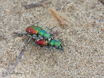 Cicindela scutellaris scutellaris x lecontei